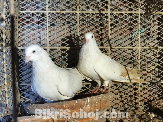 Chuina , kagji pigeon / kobutor (চুইনা , কাগজী কবুতর)